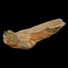 Fossile dhutre Ostrea crassissima